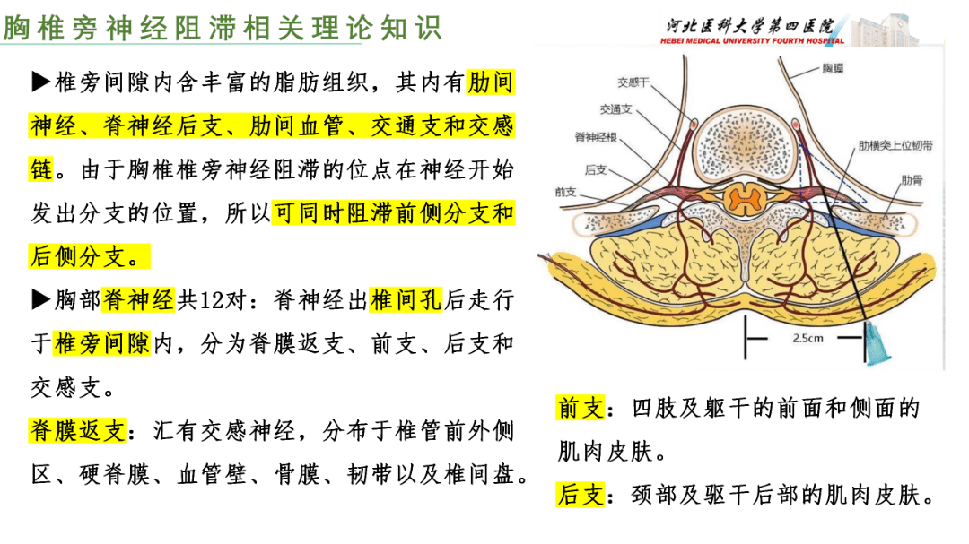 胸椎旁神经阻滞图片