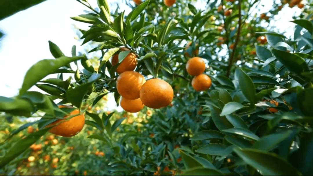 天工新余 桔香天下 | 2023新余蜜桔文化节影像大赛获奖作品揭晓