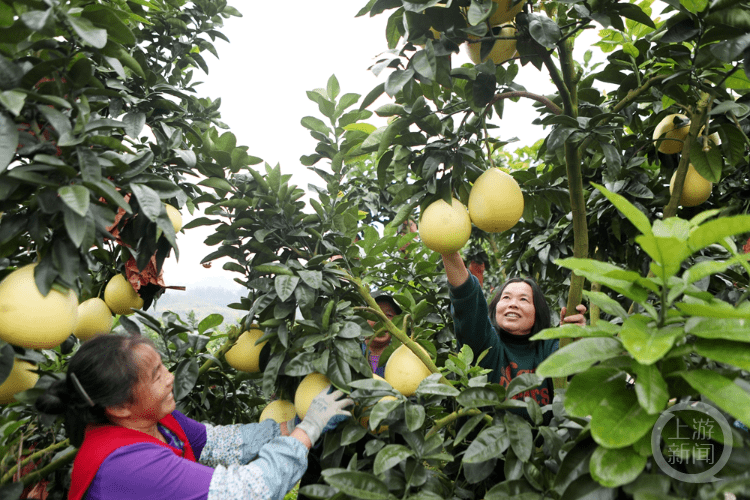 11月21日,永川區三教鎮永玻村雙朝門果樹種植家庭農場的100多畝三紅柚