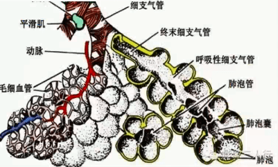 支气管的分级 图图片