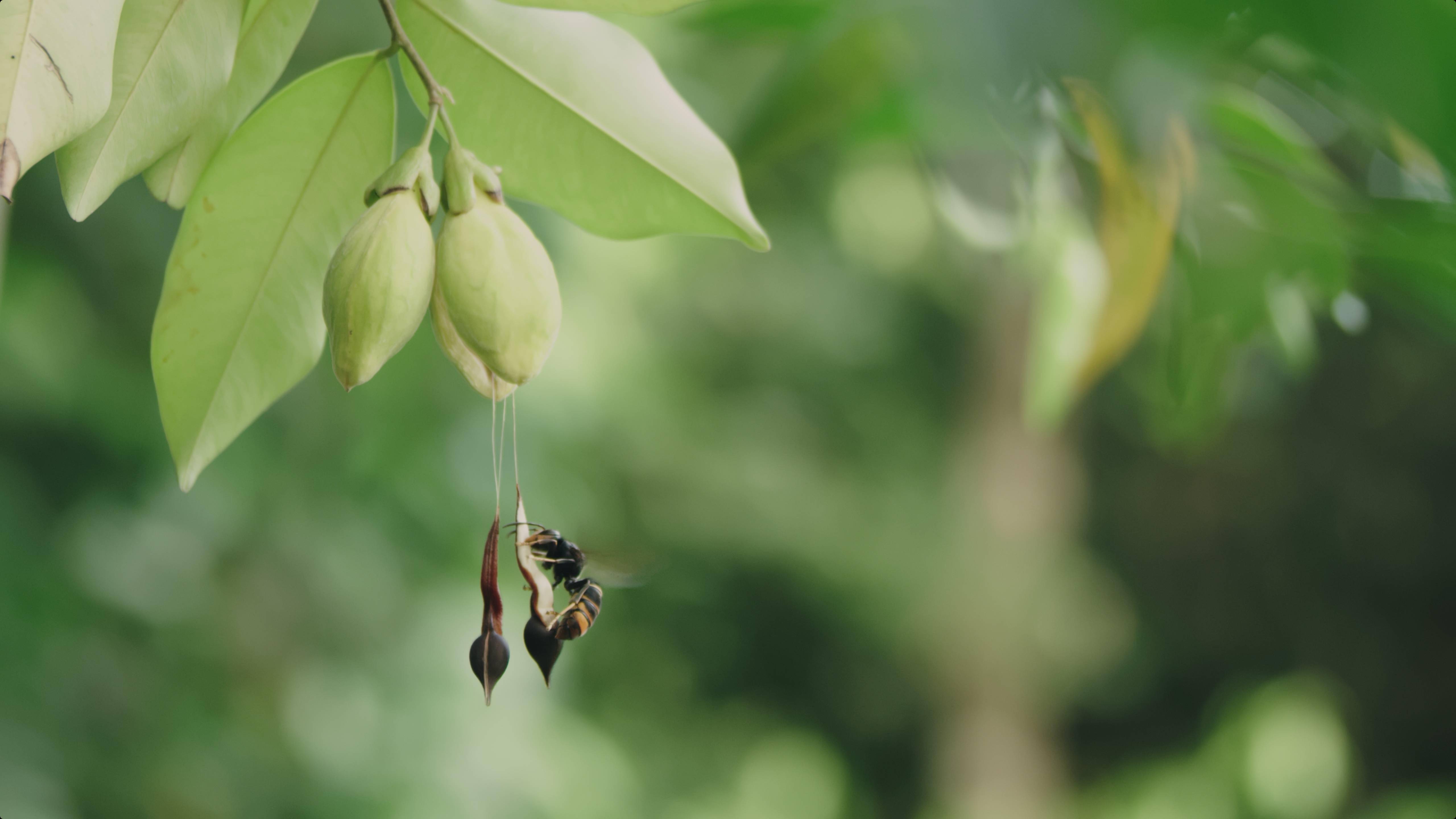 莞香主题纪录电影将全球首播_文化_中国_东莞
