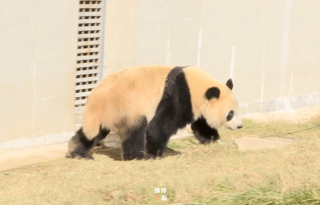 秦岭大熊猫手机壁纸图片