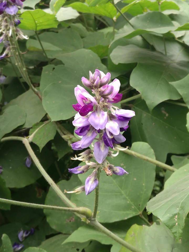 晚潮|葛叶萋萋_含义_葛藤_女子