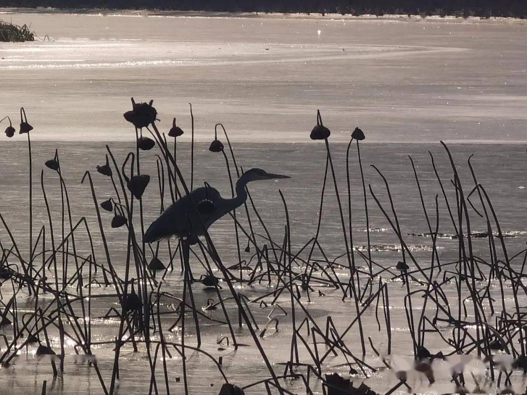 "光影绘绿 绣美东城" 摄影比赛作品展示_龙潭_赏析_绿化