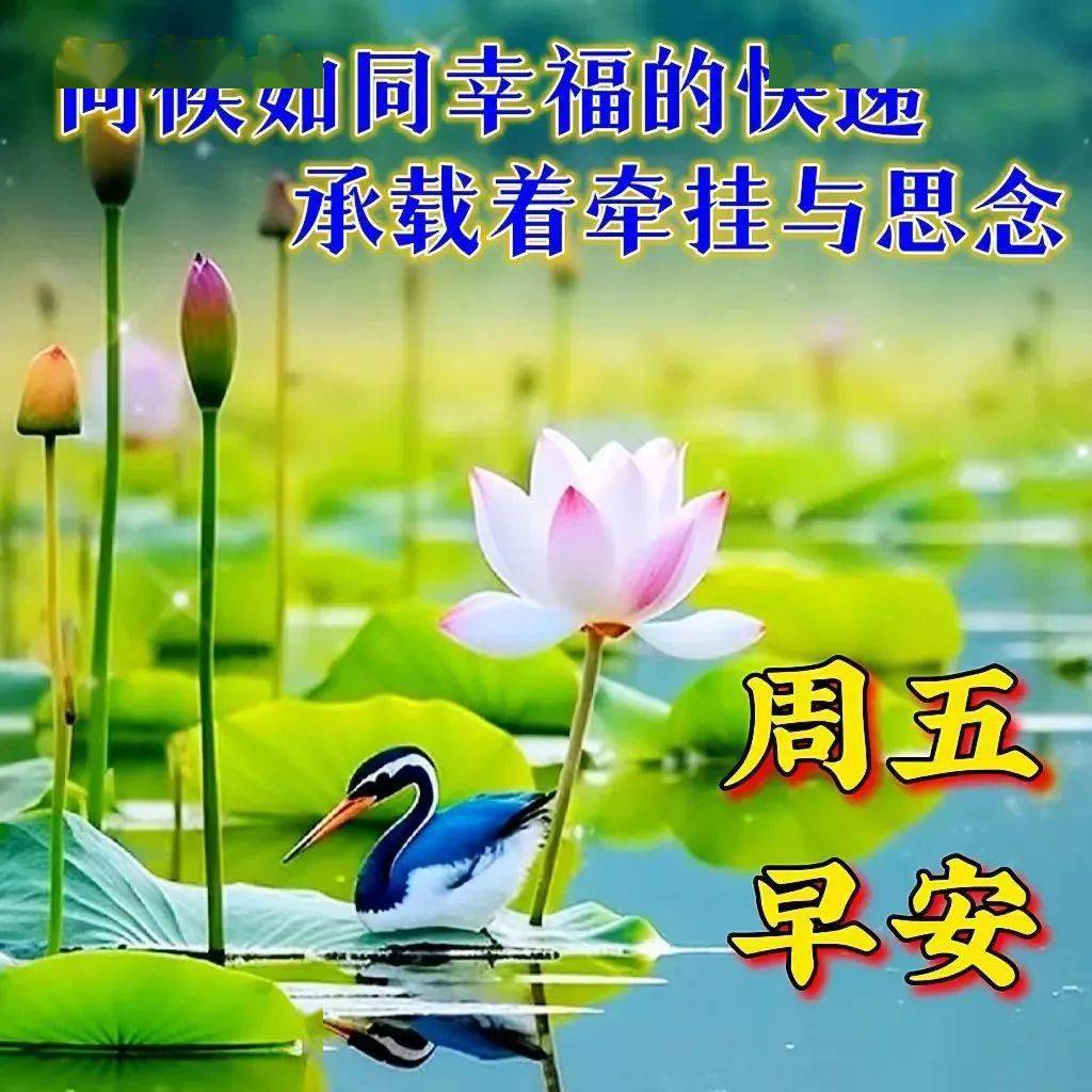 今日最新早安早上好精选,相互牵挂,祝福无价