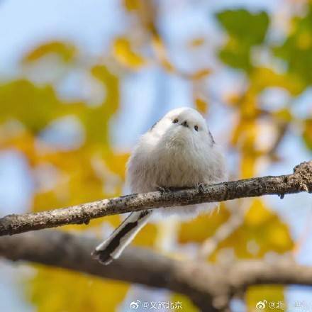 网红萌鸟今冬现身北京_长尾_保护_山雀