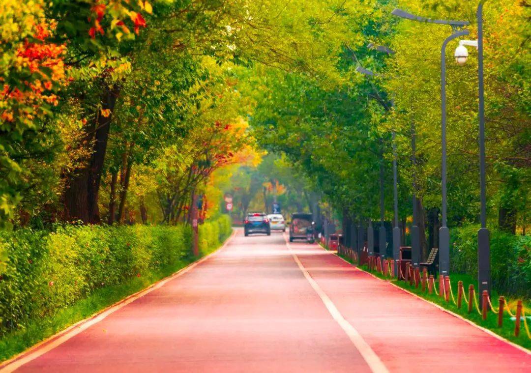 初冬的曲江,这些跑步圣地,邀你来～_公园_遗址_运动服