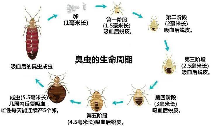 椿象虫快速有效杀死图片