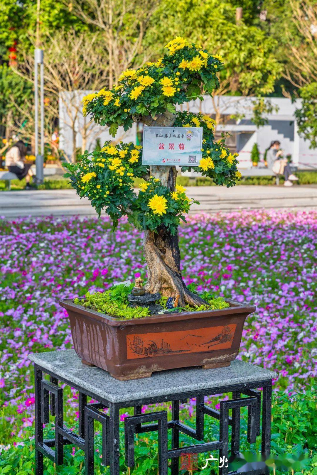 广州菊花种植基地图片