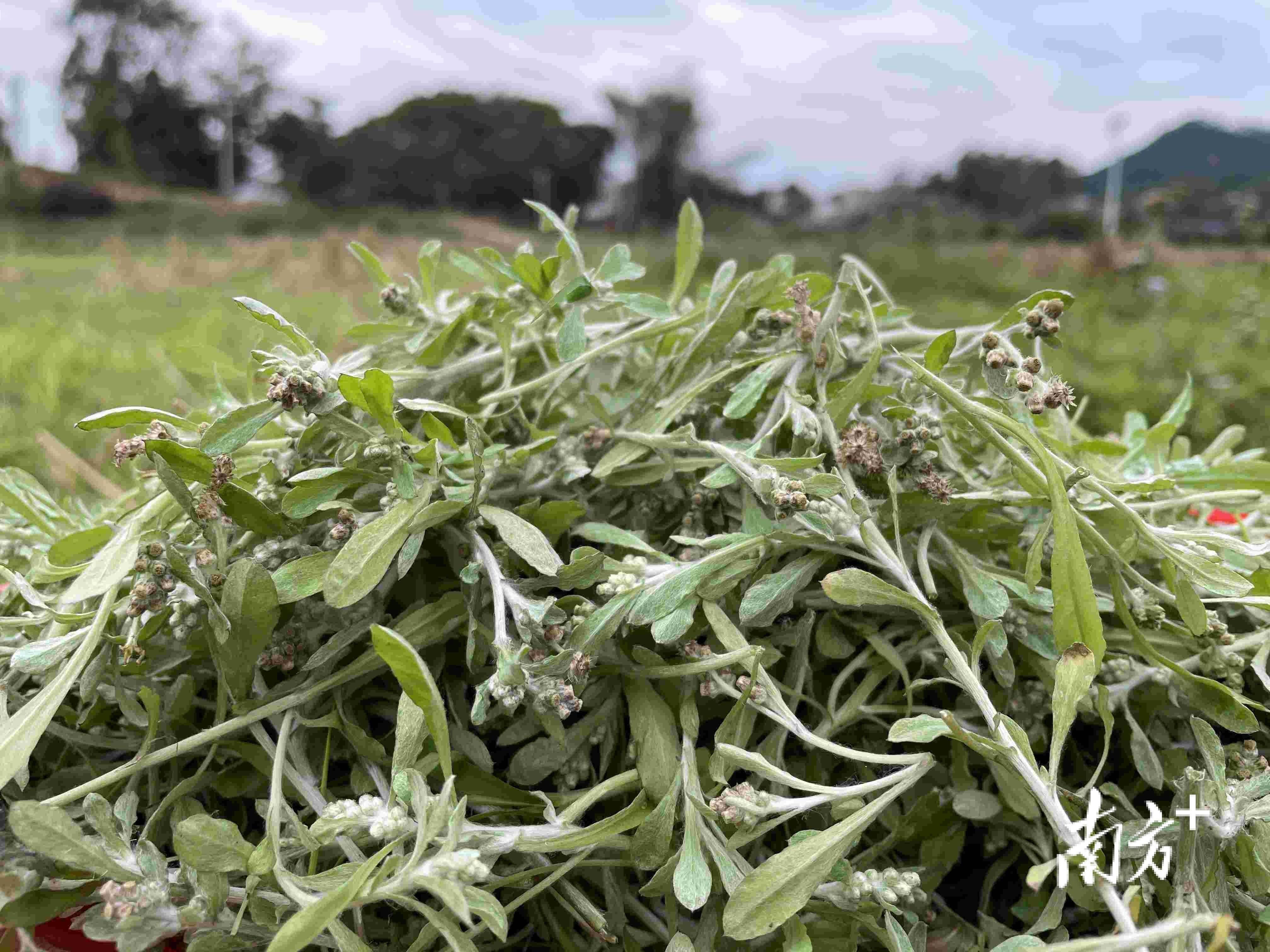 高凉风土|老榕树下籺飘香,青青采草寄乡情_彪叔_高州市_田艾