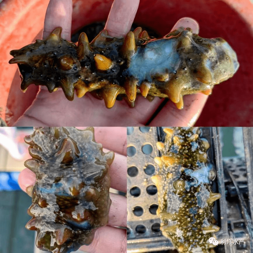 近期"北参南养"海参苗集中到达福建霞浦地区,据有关部门统计,截至11月