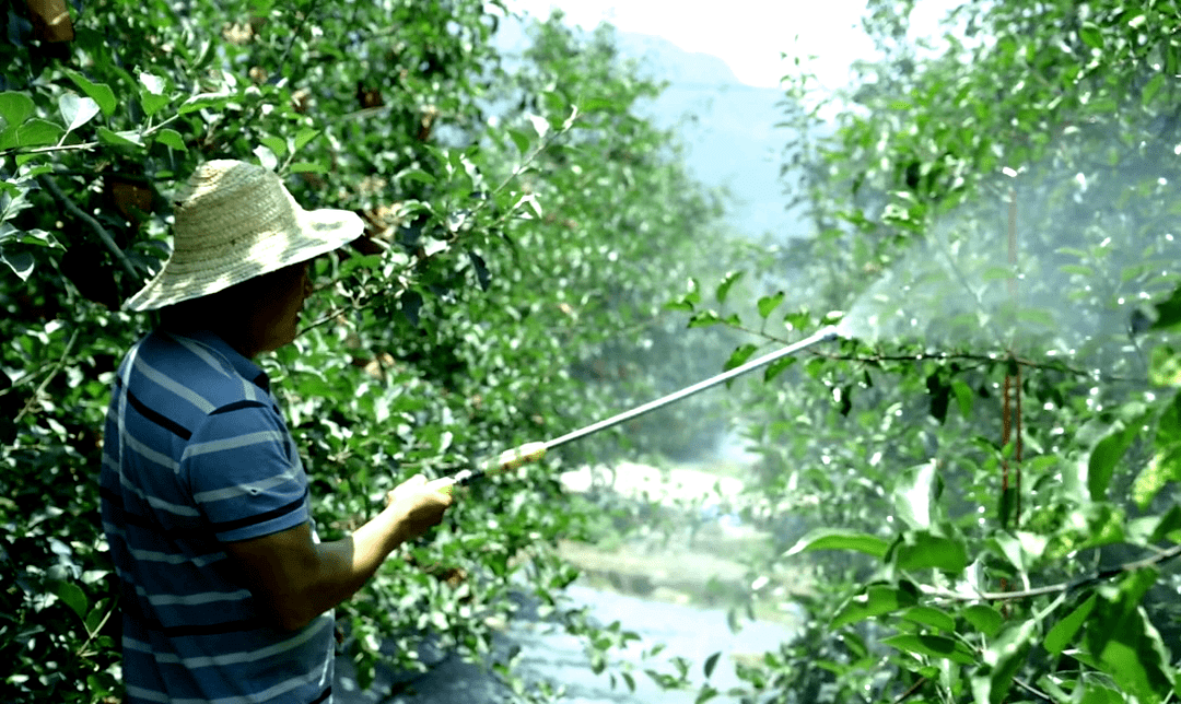 鄧中福:蘋果園裡的全國農業農村勞模_種植_越西縣_種蘋果