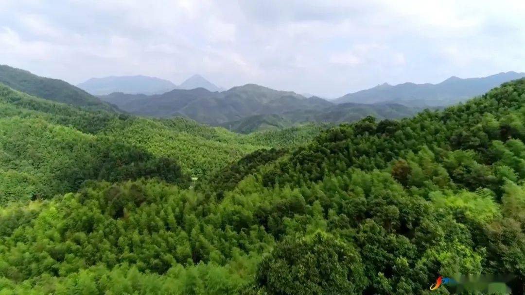 和平县:奏响绿美生态"奋进曲",厚植高质量发展生态底色_古树_工作