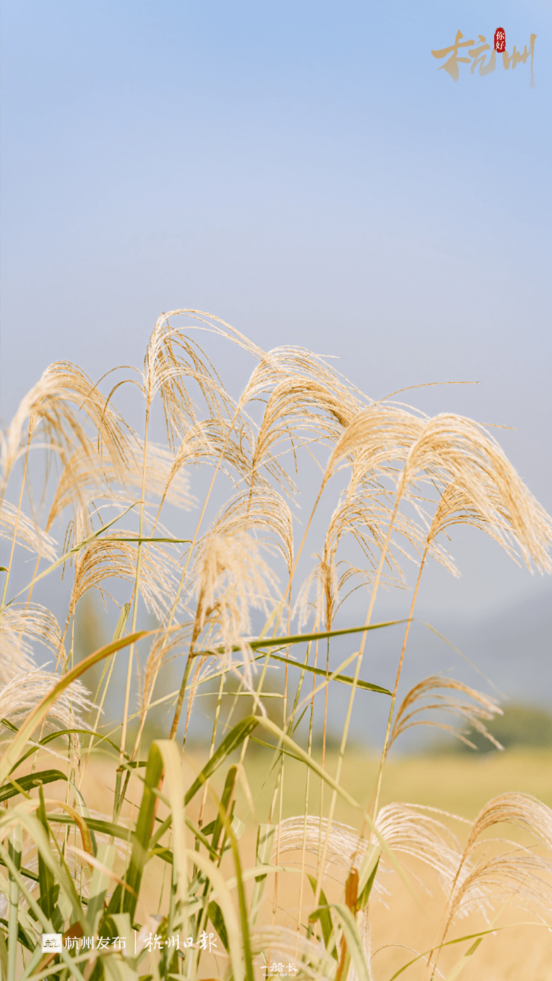 杭州又出片了……_芦苇_芦花_时间