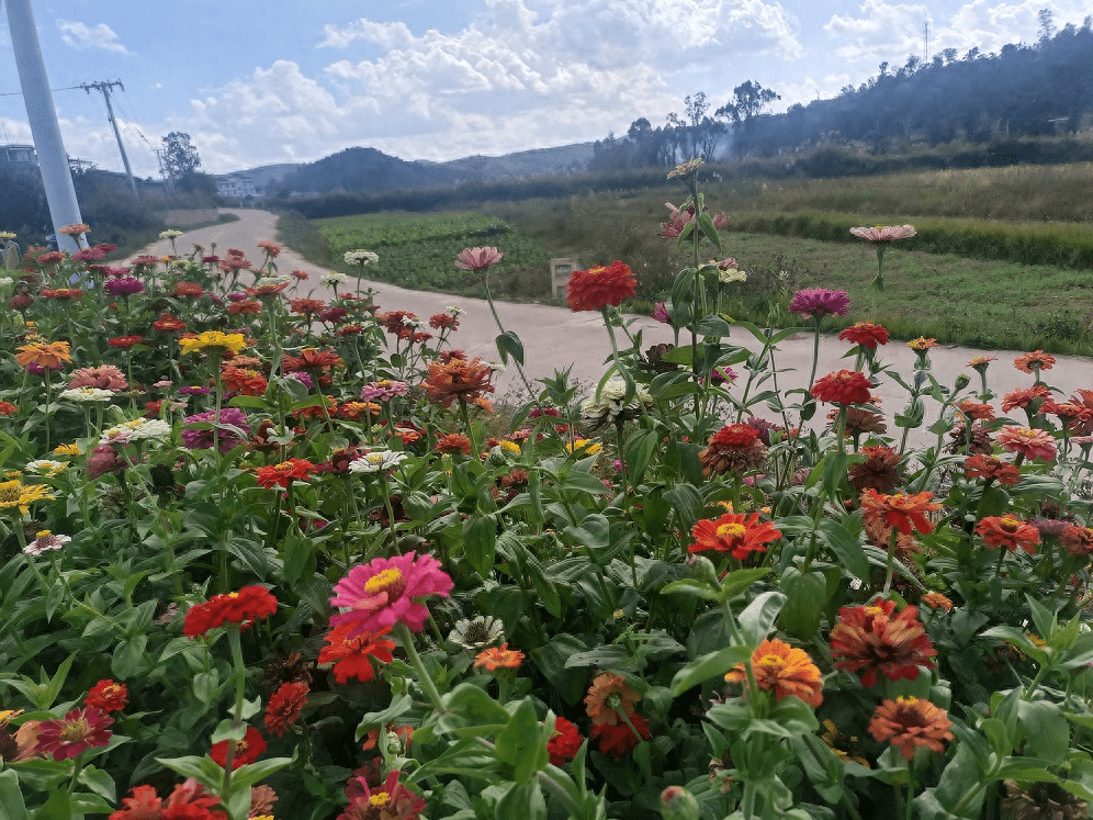 南华县龙川镇:"晒晒"耄耋老人们的幸福时光_活动_钱家_居民