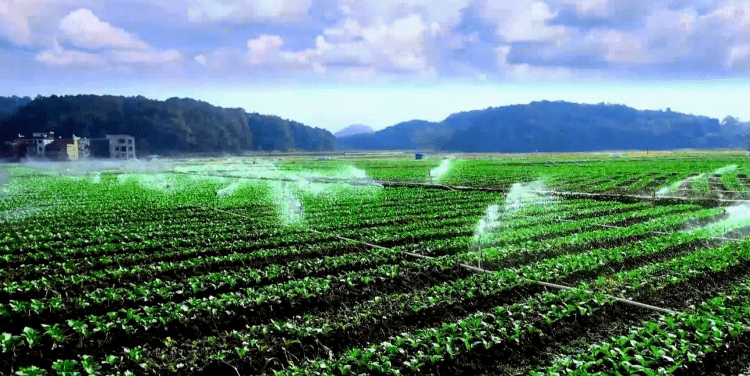 连州_视频_种植