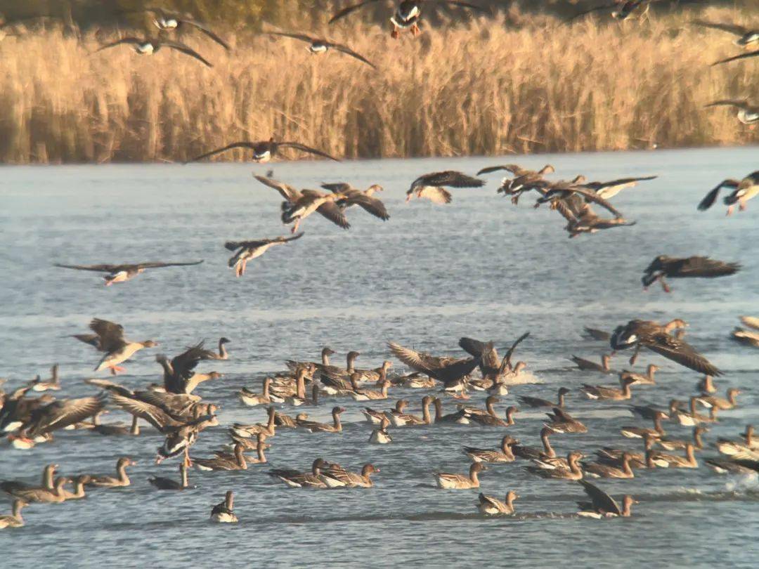 随着冬日的来临,数万只大雁成群结队飞抵衡水湖,秋冬季候鸟迁徙悄然