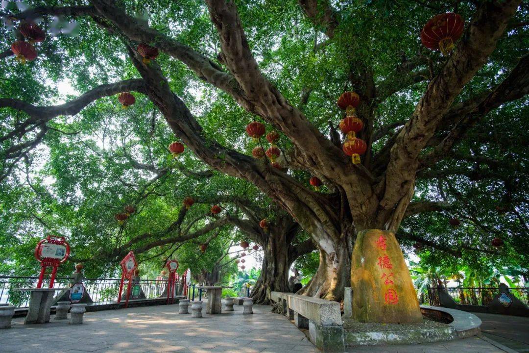 绿美云东海 | 村口的那棵百年古树,是你我的乡愁情思_门楼_历史的见证