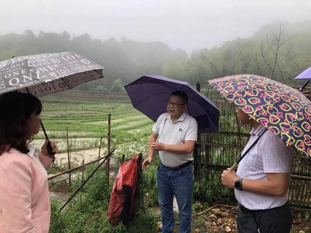 "科创驱动"让老区产业装上新引擎——南安市向阳乡稻螺综合种养试验