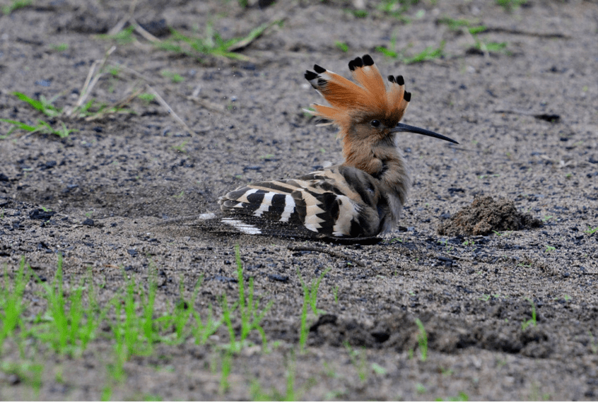 白鹭做客和平公园!还有更多"住客",跟着小虹去探寻→_保护_鸟类_生态