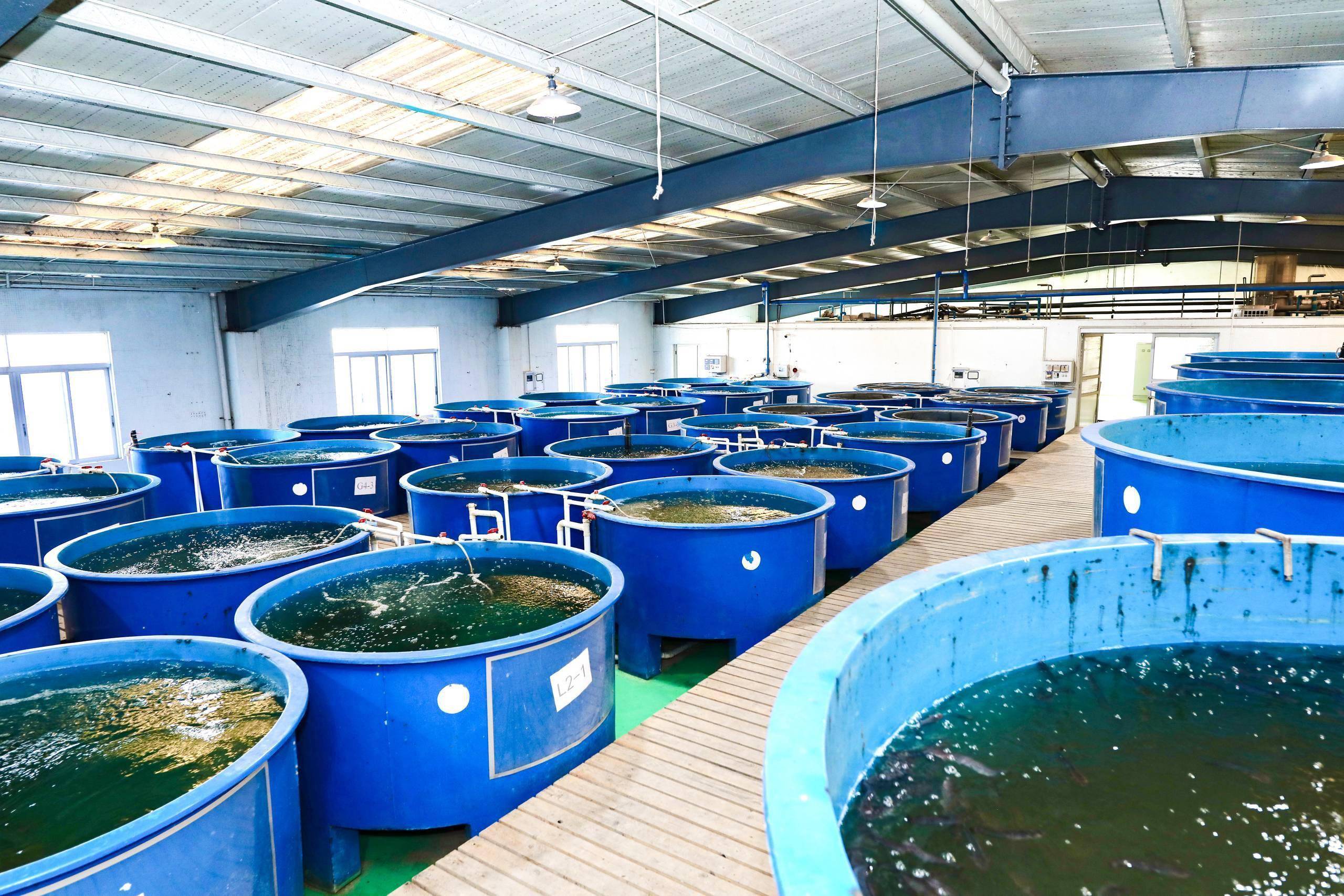 小种苗链接大产业,广东水产种业再领航