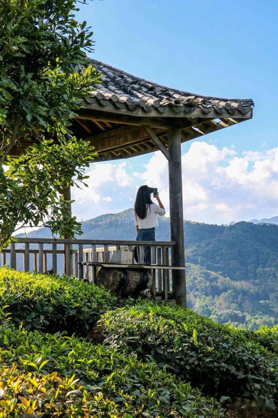 冬游芒市 | 真后悔没早点来体验芒市的茶山翠色!_茶园_风景_公众