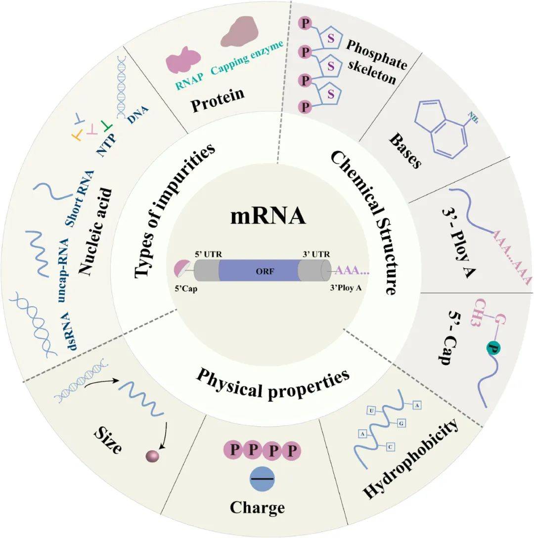 建立mrna纯化稳健qbd:纯化技术的发展与挑战_色谱_杂质_分子生物学