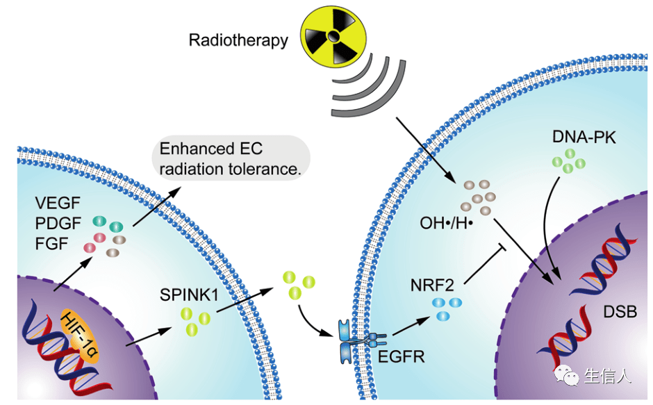 癌症中缺氧微环境有啥分子机制?_癌细胞_通路_肿瘤