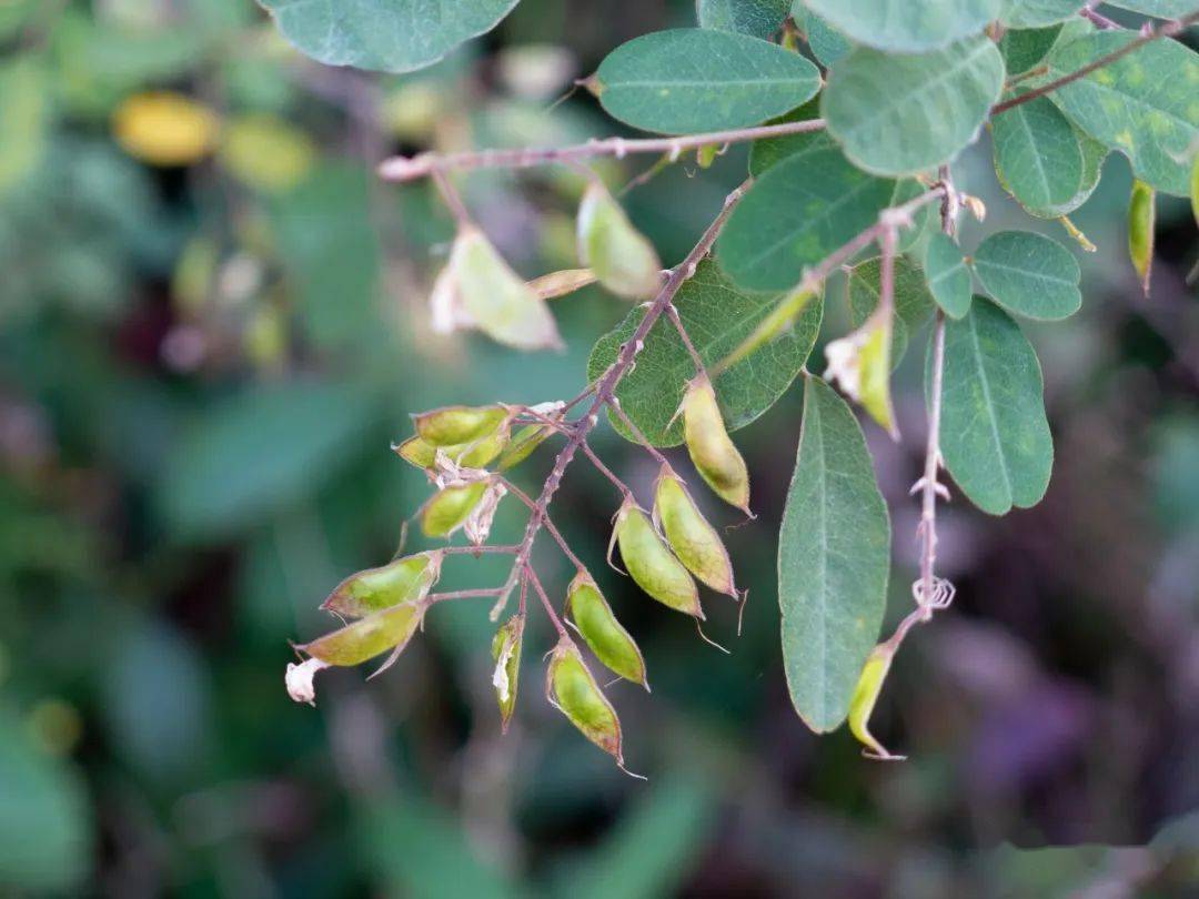 胡枝子 多样用途价值高_植物_民间_小叶