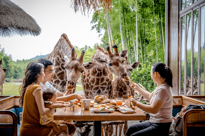 长颈鹿自助餐厅,紧邻长颈鹿公园,可以一边用餐,一边与长颈鹿来场亲密