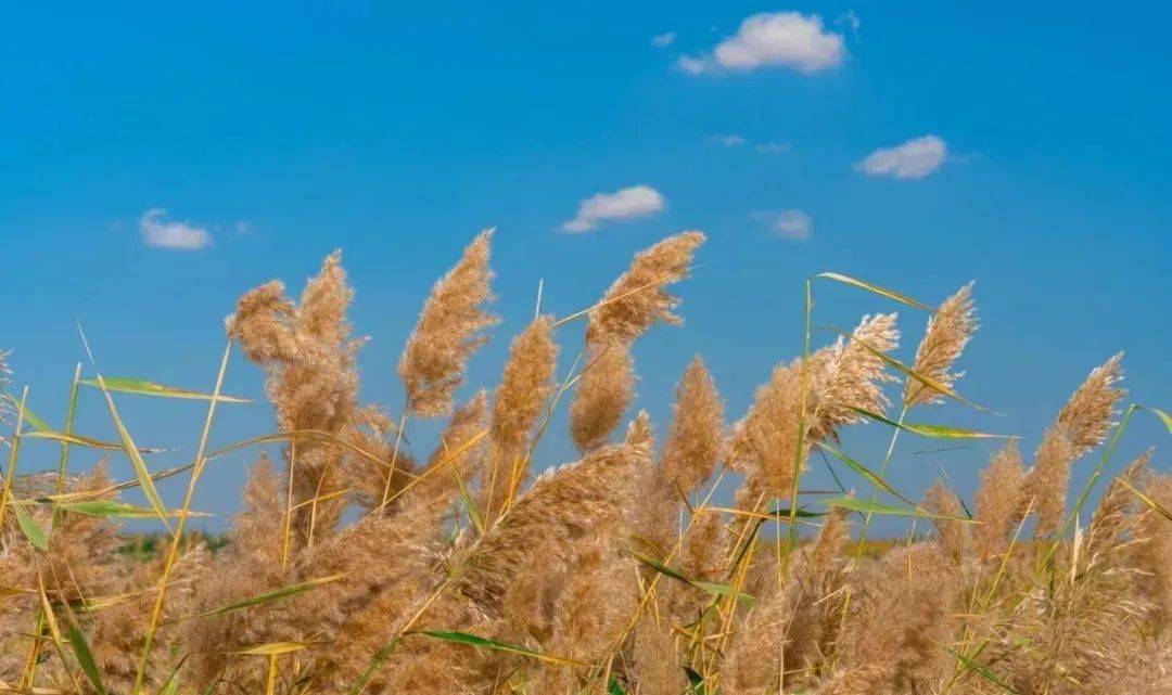 纳林湖芦苇图片图片