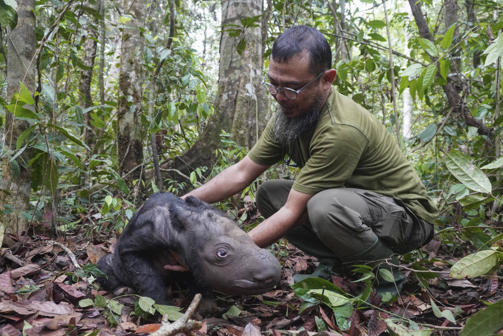 苏门答腊犀牛北方亚种图片