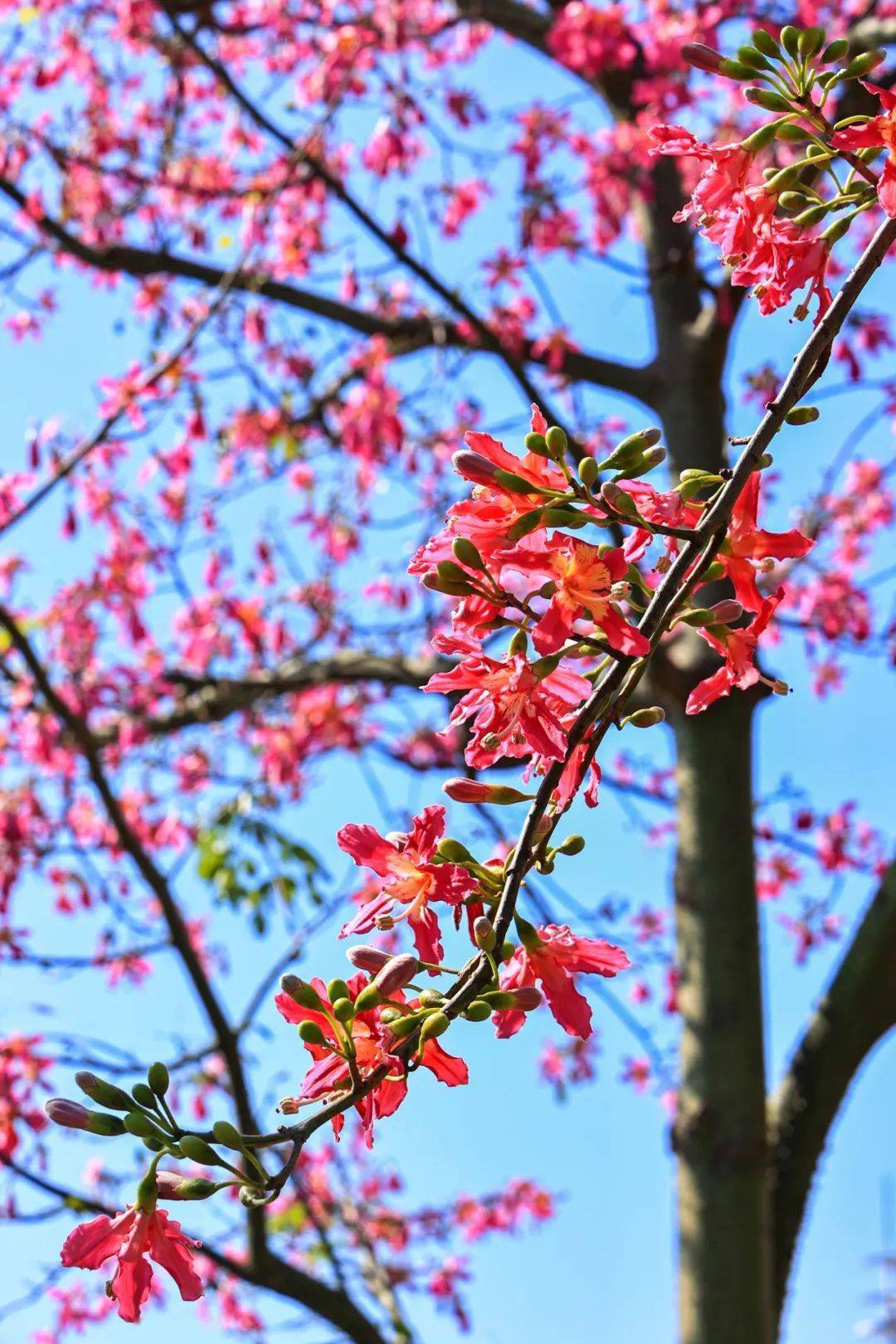 樱花木棉树简介图片