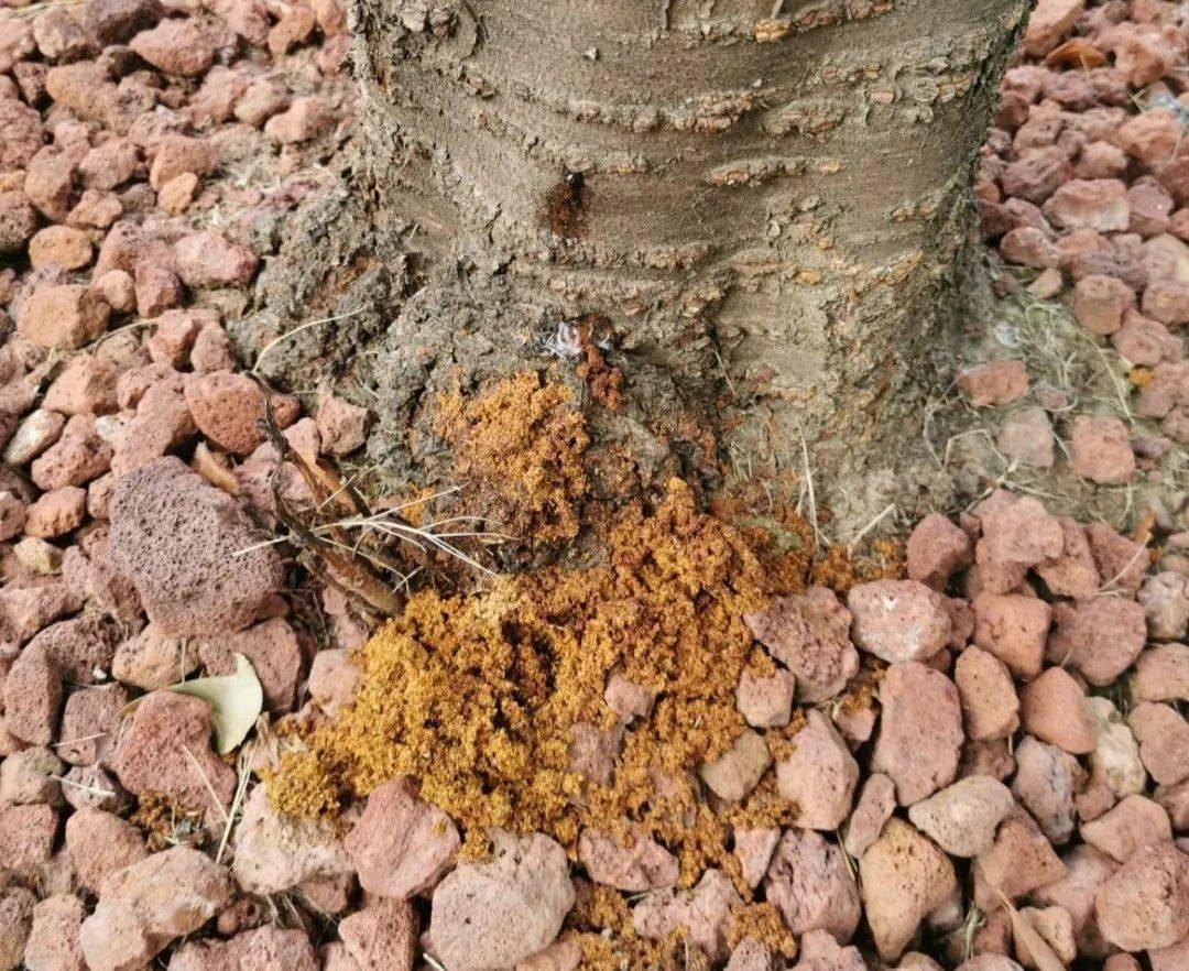 ①号选手:星天牛;②号选手:光肩星天牛;③号选手:云斑天牛;④号选手