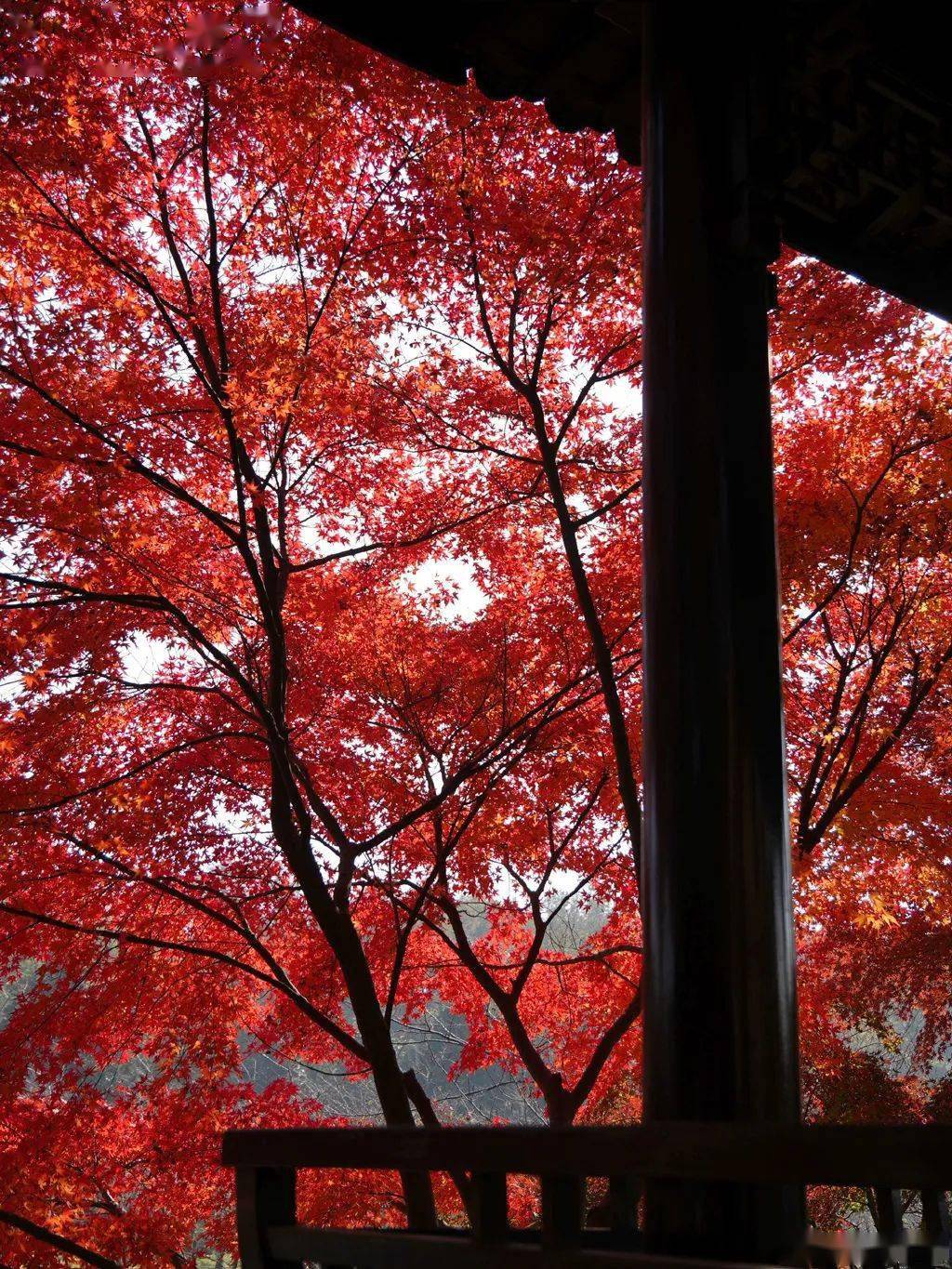 红叶_南京_枫叶