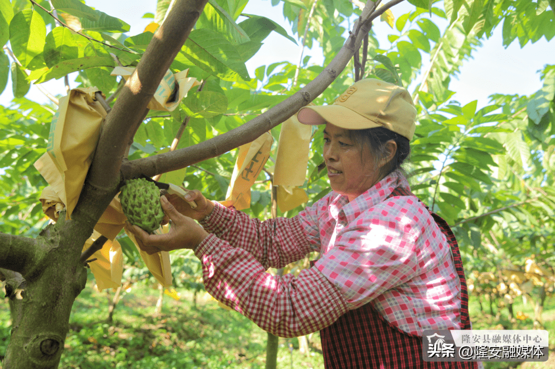 释迦果种植温度图片