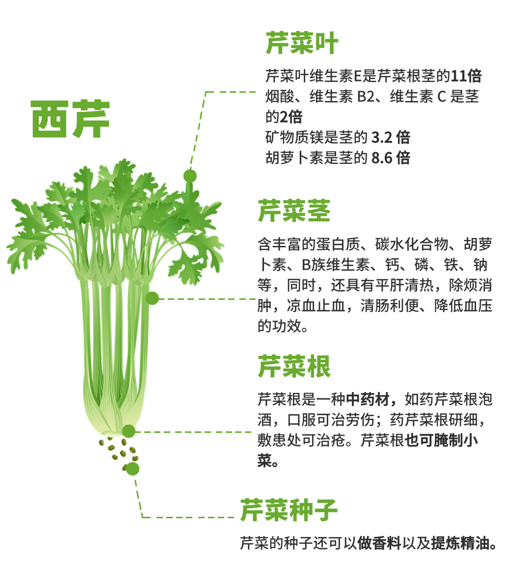 芹菜茎横切结构简图图片