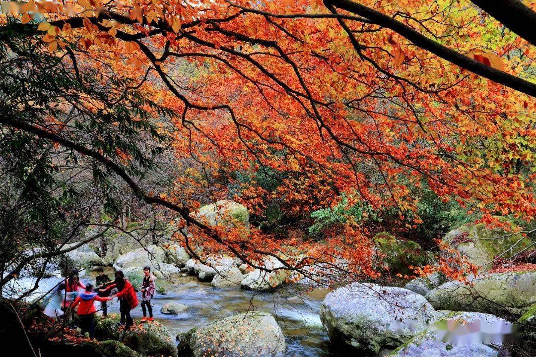 云雾山位于勉县东北部,秦岭南坡,海拔近2000米,北亚热带原生林,以其