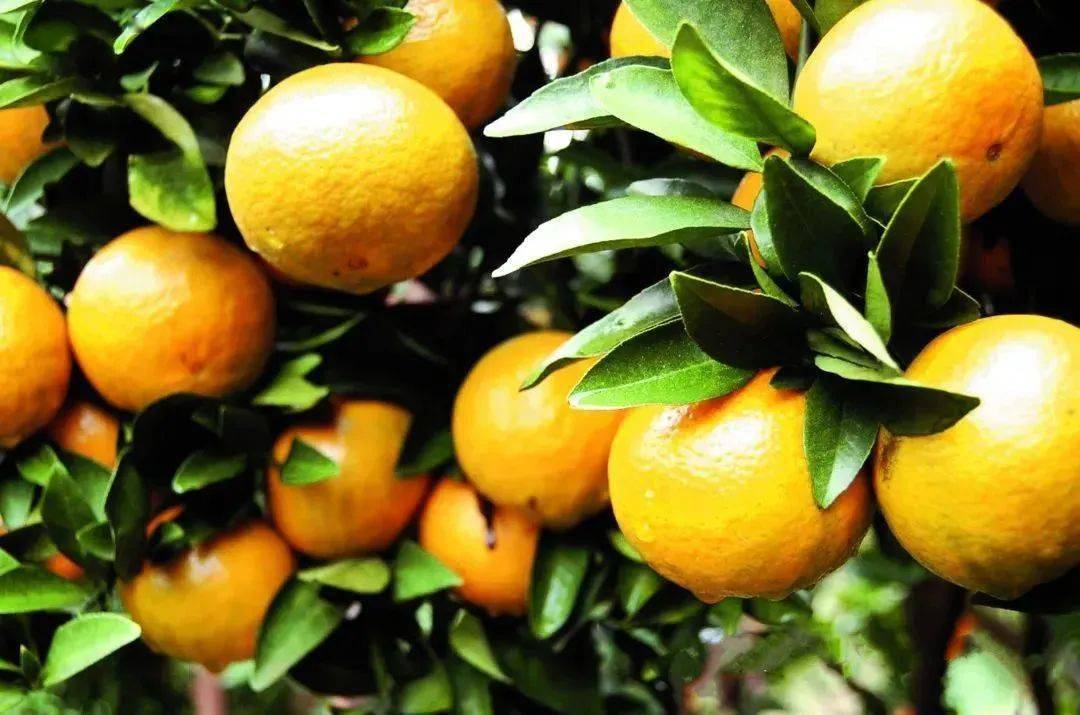 徐闻的菠萝,廉江的红江橙,阳春的马水橘,梅县的沙田柚,平远的脐橙