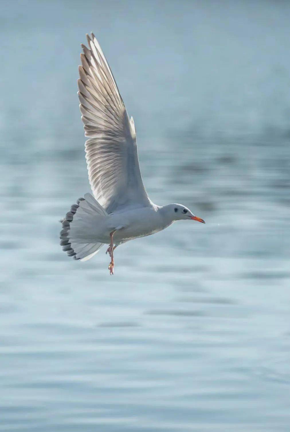 秋冬美景【候鸟图鉴大赏】