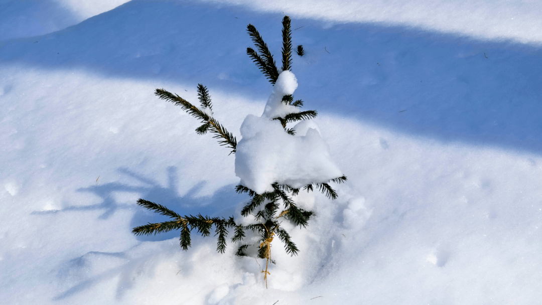 腿麻表情包雪花图片