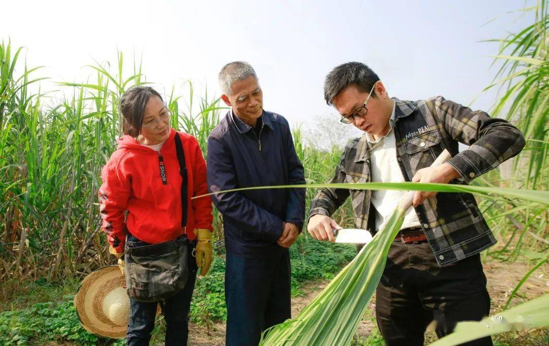 柳城糖料蔗品種選育有新成果!_甘蔗_種植戶_桂柳