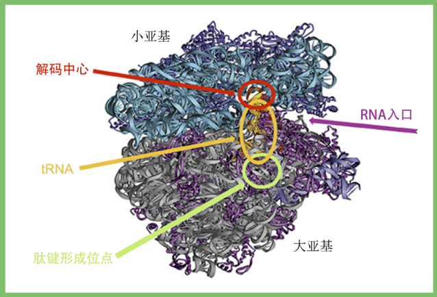 每個核糖體亞基由蛋白質和核糖體rna(rrna)組成(圖3)[1],後者是一條