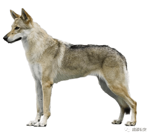 中华田园犬chineseruraldog(犬肩高超过50cm的)23.