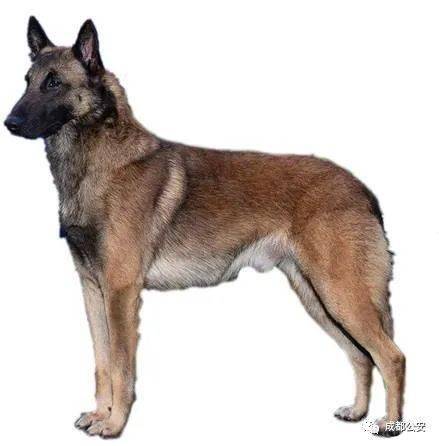 31. 土耳其坎高犬kangaldog32. 巴西菲勒犬brazilianfila33.