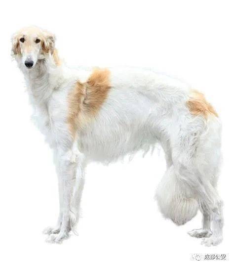 品种_目录_标准