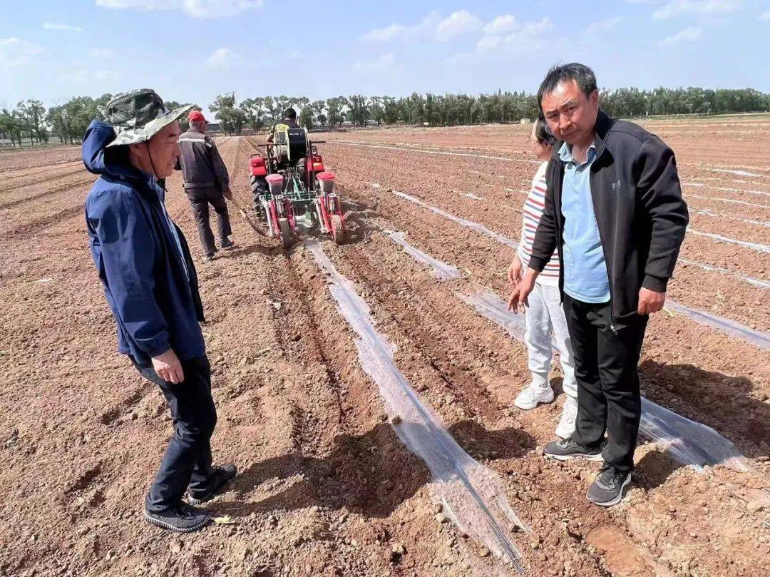 均达到了4吨以上;在项目区推广的玉米新品种丰乐724,瑞普909,大丰1407