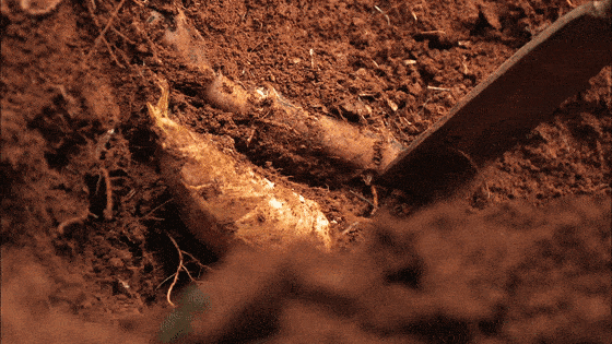 太鲜了!这一口丽水人都很爱_遂昌_冬笋_美食