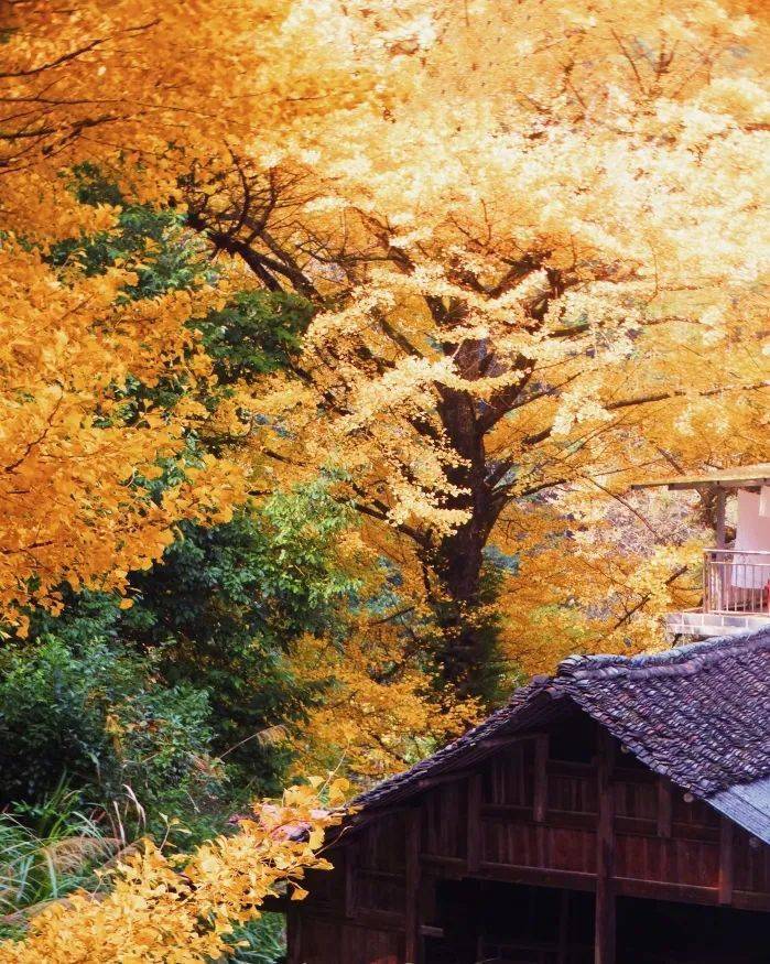 9-10成行【金秋桐子坳 十万株枫叶】摄中国银杏第一村,漫步湘江大峡谷