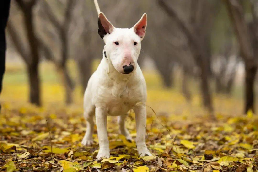 《成都市限养区禁养犬品种目录和大型犬标准》发布_物业_牧羊犬_猎犬